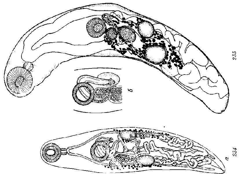 Представитель Семейства Opisthogonimidae
